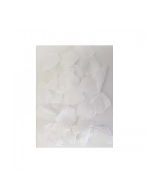 100 Petalos Color Blanco